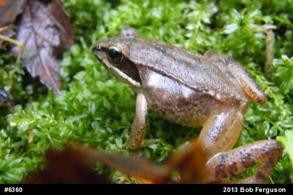 Wood Frog