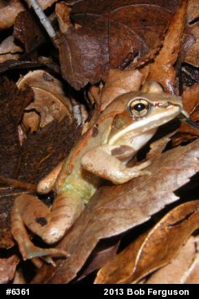 Wood Frog