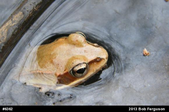 Wood Frog