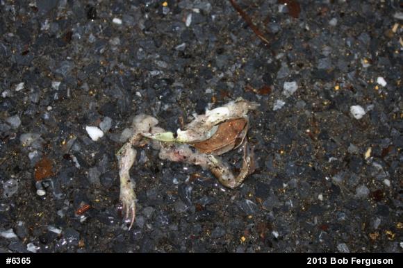 Wood Frog