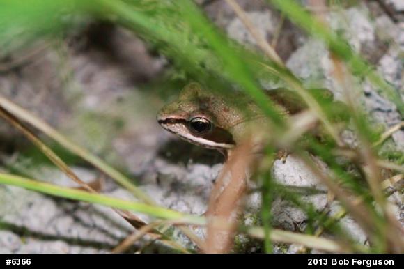 Wood Frog