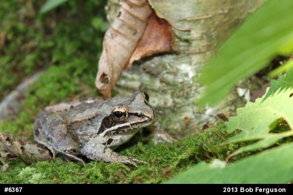 Wood Frog