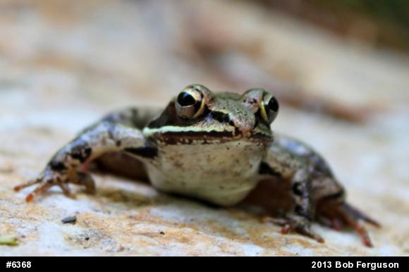 Wood Frog
