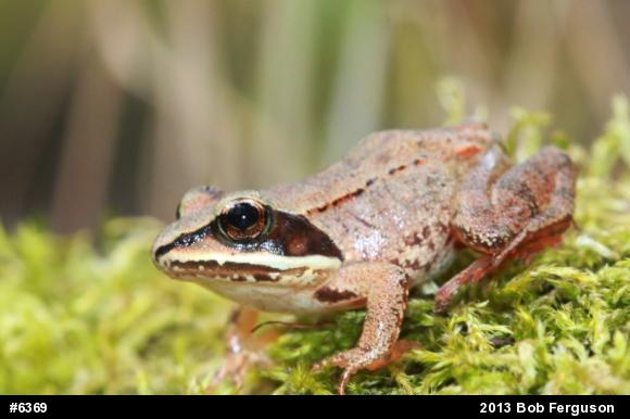 Wood Frog