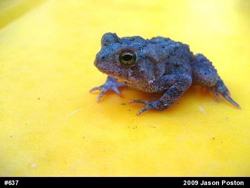 Eastern American Toad
