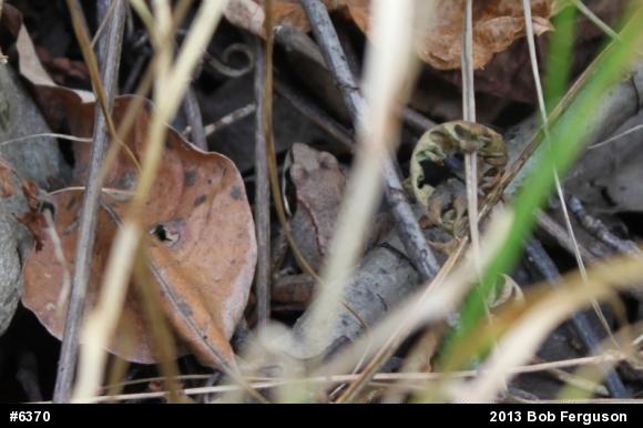 Wood Frog