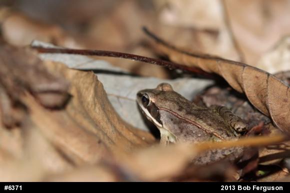 Wood Frog