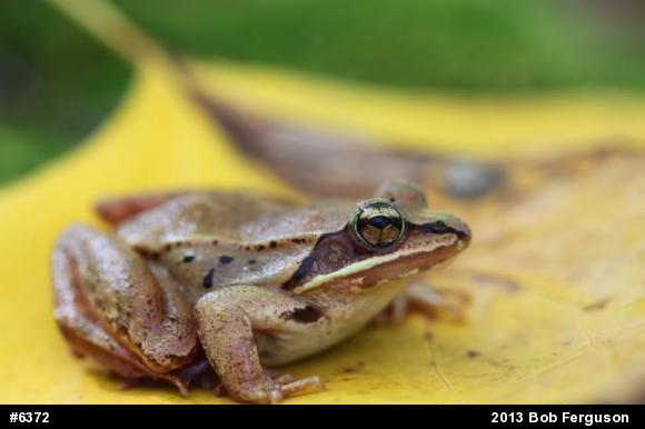 Wood Frog