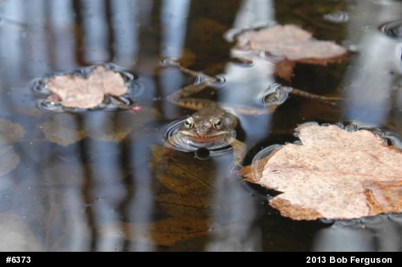 Wood Frog