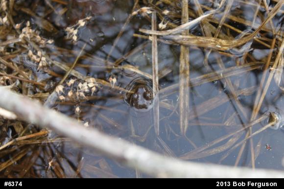 Wood Frog