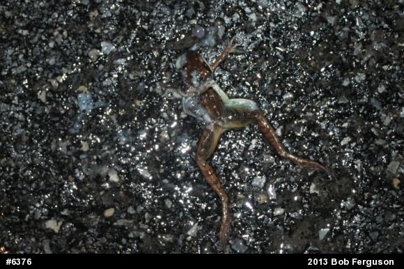 Wood Frog
