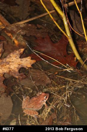 Wood Frog