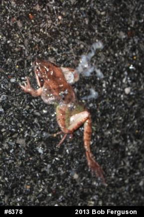 Wood Frog