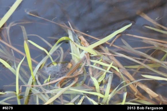 Spotted Salamander