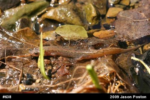 Northern Dusky Salamander