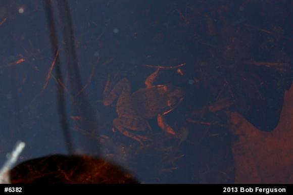 Wood Frog