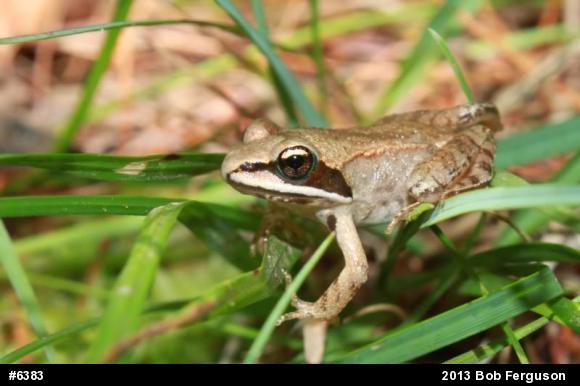 Wood Frog