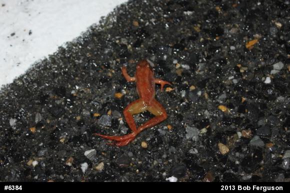Wood Frog
