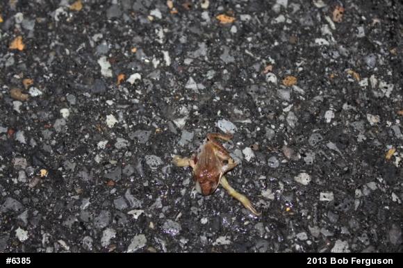 Wood Frog