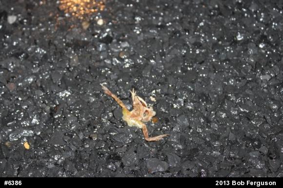Wood Frog