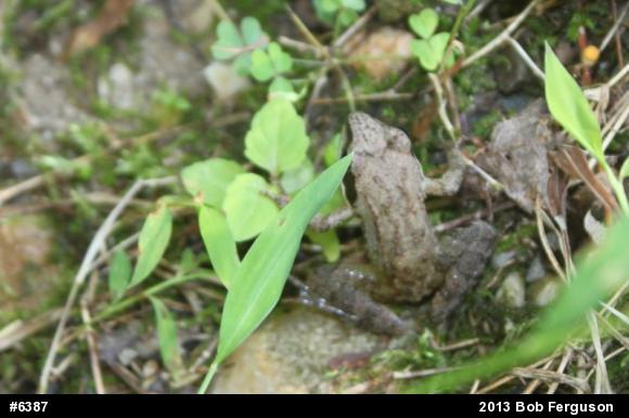 Wood Frog