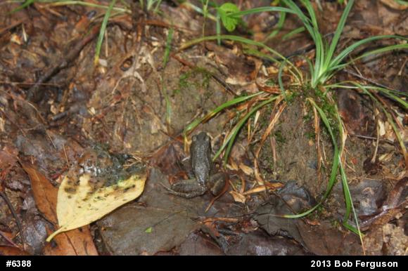 Wood Frog