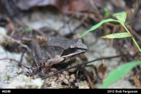 Wood Frog