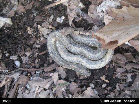 Eastern Gartersnake