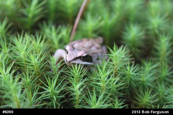 Wood Frog
