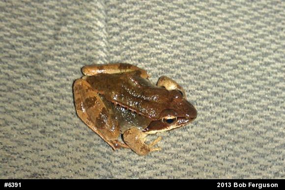 Wood Frog
