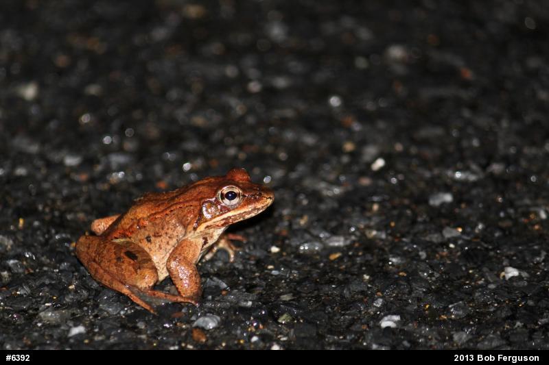 Wood Frog