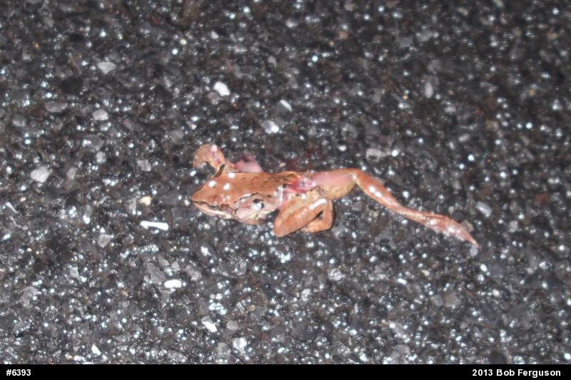 Wood Frog