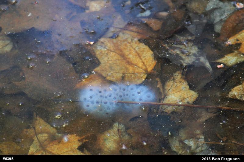 Spotted Salamander