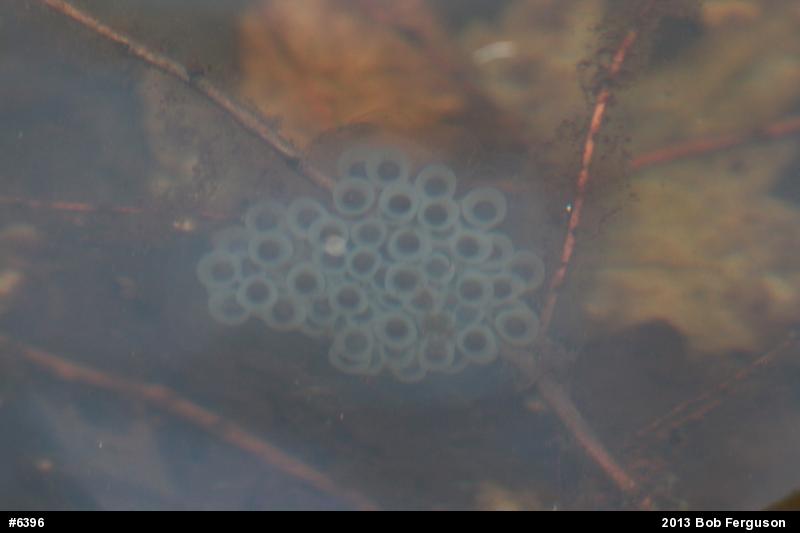Spotted Salamander