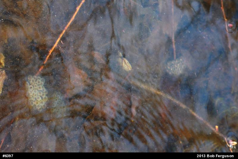Spotted Salamander