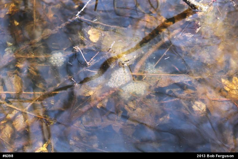 Spotted Salamander
