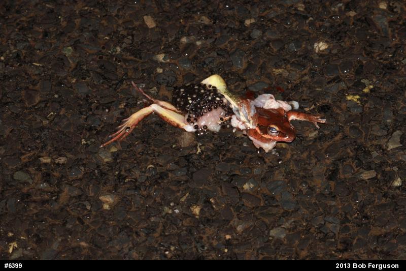 Wood Frog