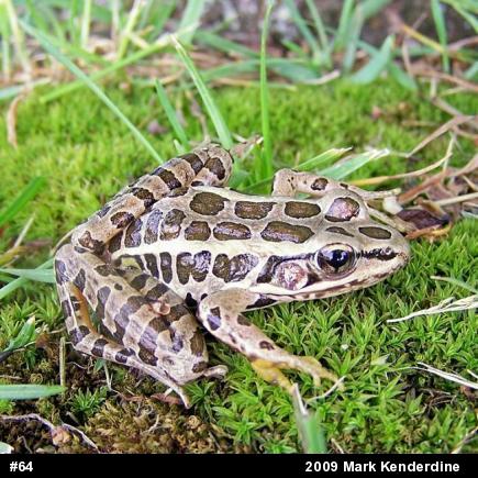 Pickerel Frog
