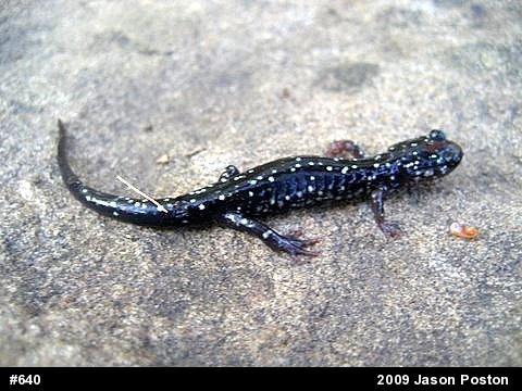 Northern Slimy Salamander