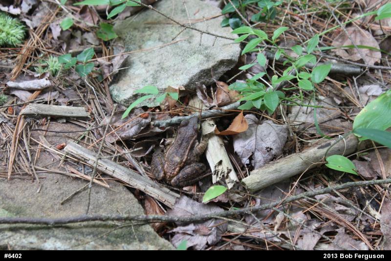 Wood Frog