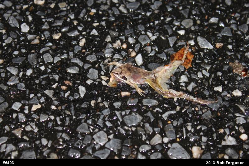 Wood Frog