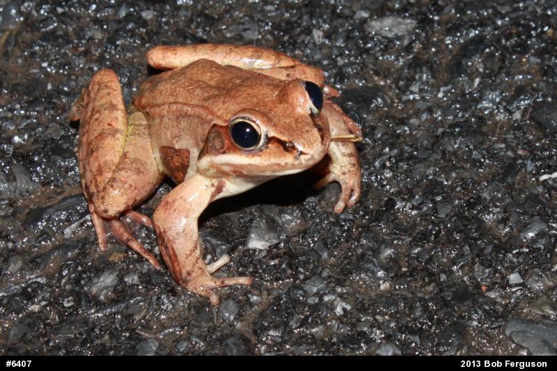 Wood Frog