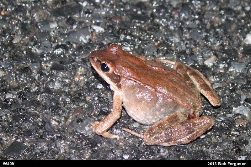 Wood Frog