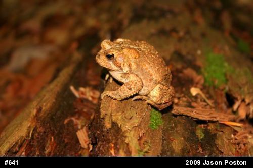 Eastern American Toad