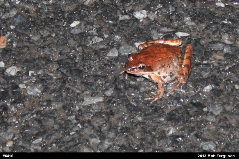 Wood Frog