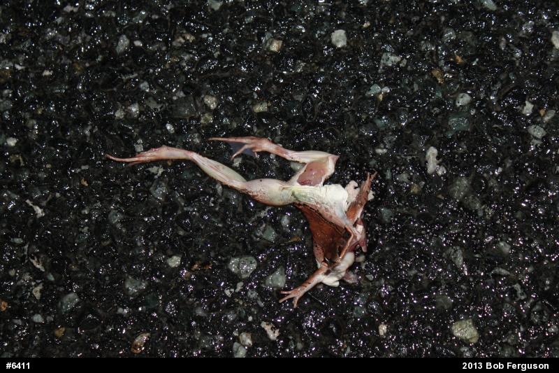 Wood Frog