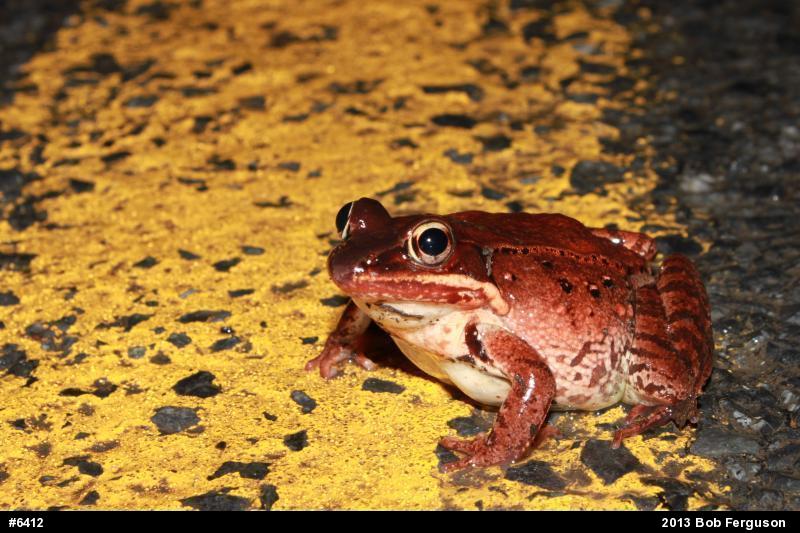 Wood Frog