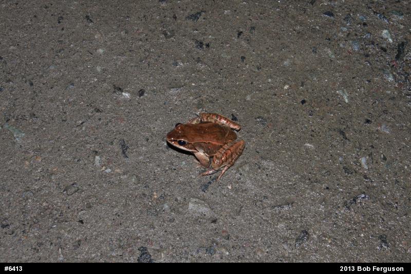 Wood Frog