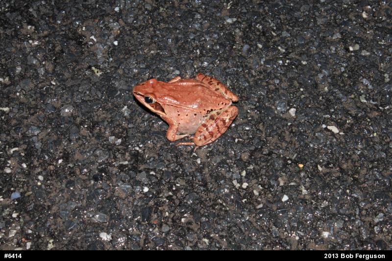 Wood Frog
