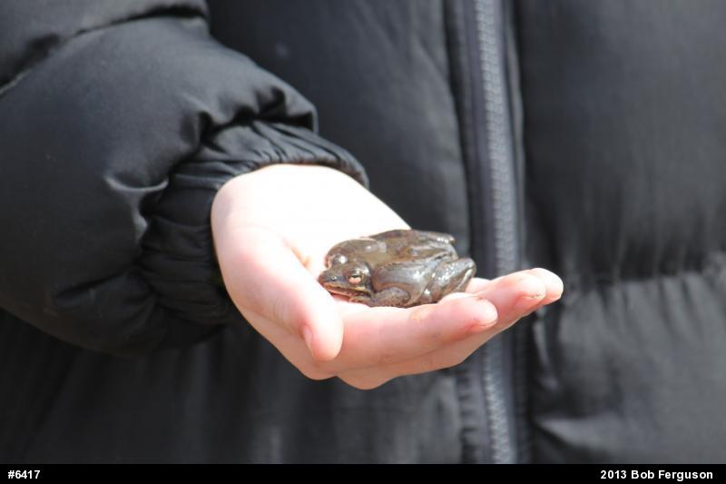 Wood Frog